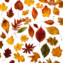 Leaf graphic collection