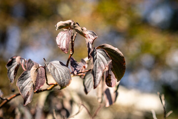 Cornus walteri Wangerin detailed view of foliage on a tree branch