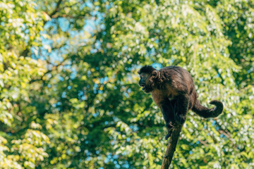 Brown capuchin monkey on tree branch in summer