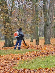 Autumn leaf cleaning in the park. Male worker removes leaf blower lawn of autumn garden.