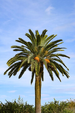 A large palm tree on a blue sky