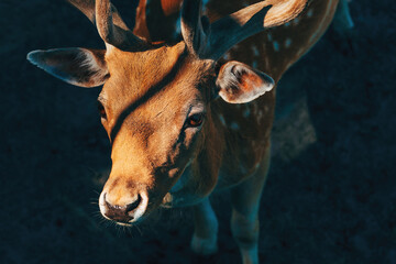 Male fallow deer in zoo - obrazy, fototapety, plakaty