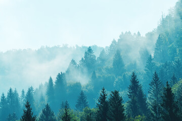 Morning fog in beautiful Alpine evergreen forest landscape
