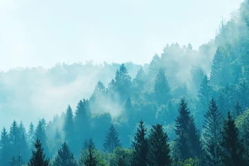Gordijnen Morning fog in beautiful Alpine evergreen forest landscape © Bits and Splits