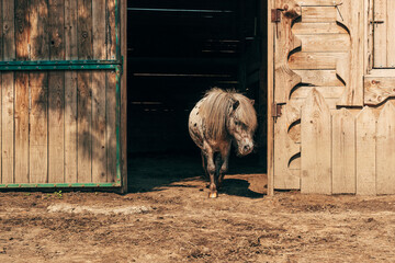 Cute little spotted shetland pony horse with long hair at the stable door