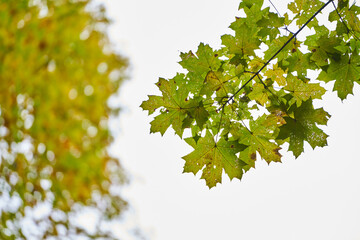 Tree branches with yellow leaves on the background of park.