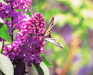 Butterfly machaon at the purple lilac