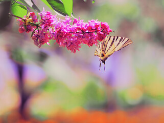 Butterfly machaon at the purple lilac