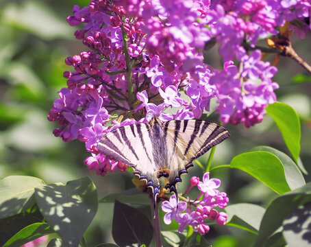 Butterfly machaon at the purple lilac