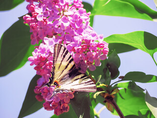Butterfly machaon at the purple lilac