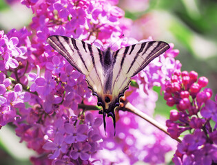 Butterfly machaon at the purple lilac