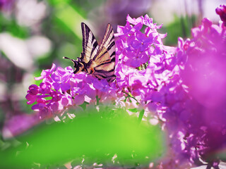 Butterfly machaon at the purple lilac