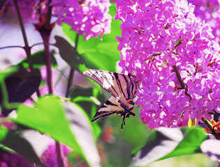 Butterfly machaon at the purple lilac