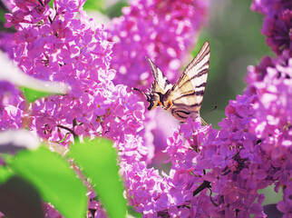 Butterfly machaon at the purple lilac