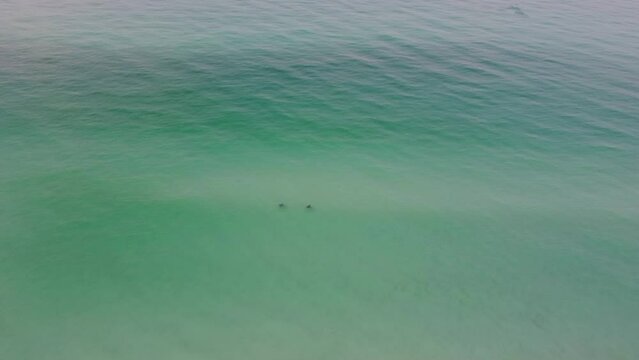 Aerial top View on the sea of Beautiful Spotted Eagle Rays swimming sandy sea floor in turquoise water of gulf of mexico Destin Florida vacation Spotted Eagle Rays swim in shallow clear water
