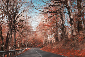 Road through the autumn forest