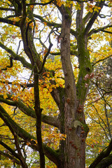 Tree with yellow leaves against the background of the autumn forest.