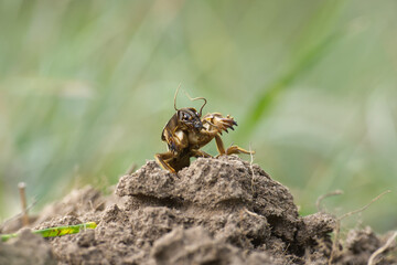 Mole cricket (Gryllotalpa gryllotalpa) in close up