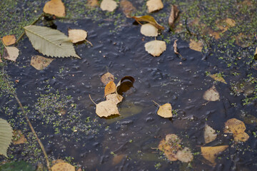Fallen leaves frozen in a pond.