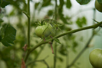 Green tomatoes on a branch in a greenhouse. Farm for growing vegetables.