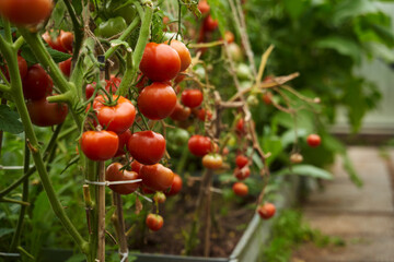 Red tomatoes on a branch in a greenhouse.