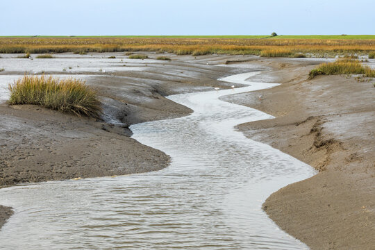 Tidal creek at Langwarder Groden,  Lower Saxon Wadden Sea National Park