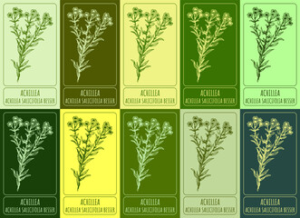 Set of vector drawing of ACHILLEA in various colors. Hand drawn illustration. Latin name ACHILLEA SALICIFOLIA BESSER.