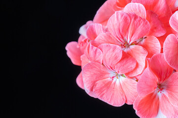 Red Geranium flower on a black background macro