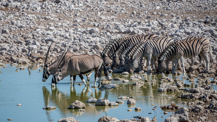 Fototapeta na wymiar Gemsbok and Zebra at watering hole, Etosha National Park, Namibia