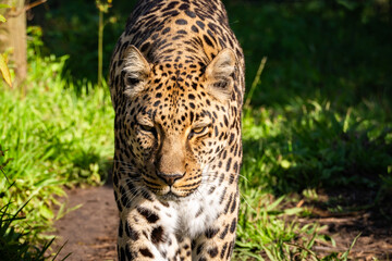 Leopard in Tenikwa Wildlife Rehabilitation and Awareness Centre in Plettenberg Bay, South Africa