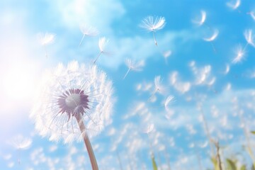 Dandelion Seeds Floating in Sunlight Over Fresh Green Morning with beautiful sun and blue sky.