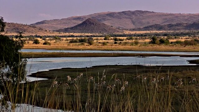 clip-194 _Herd of Springboks Grazing in Africa during winter