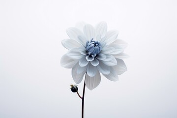 Minimal beautiful flower on white background.