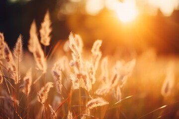 Close up Wild gold color of grass in the forest at sunset in the summer time.