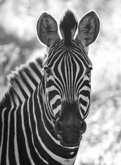 Fototapeta na wymiar Wild zebra close ups in Kruger National Park, South Africa