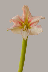 White and red Hippeastrum (amaryllis)  "Amore"  on a gray background
