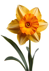 Yellow Daffodil or Narcissus flower, transparent background