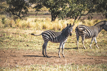 Obraz premium Wild zebra close ups in Kruger National Park, South Africa