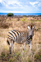 Wild zebra close ups in Kruger National Park, South Africa