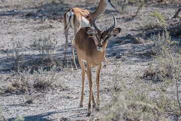 Black-faced Impala, Etosha National Park, Namibia