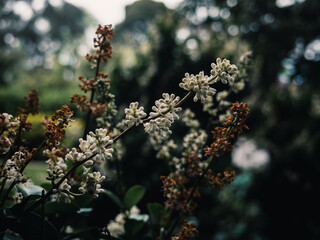 Spring flowers in the park