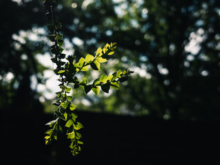 Plant leaves