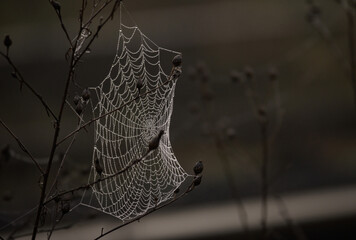 Spider web and dew drops. Macro photography. Details in nature