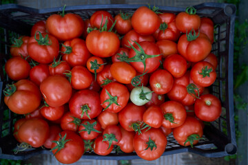 Box with red tomatoes and one green tomato. Farm for growing vegetables. Delivery healthy food background.