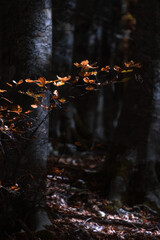 Autumn