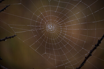 Details in nature. Spider web and dew drops. 