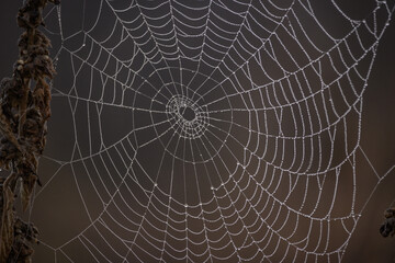 Spider web and dew drops. Details in nature