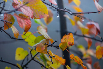 Autumn decor. Branches with yellow-orange leaves, fog and water drops.