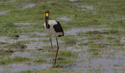 front profile of alert female saddle-billed stork wading and hunting in the wild wetlands of amboseli national park, kenya