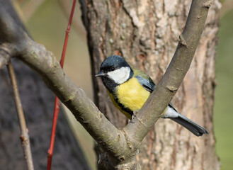 Fototapeta premium Great tit, Parus major. An autumn morning, a bird sitting on a branch